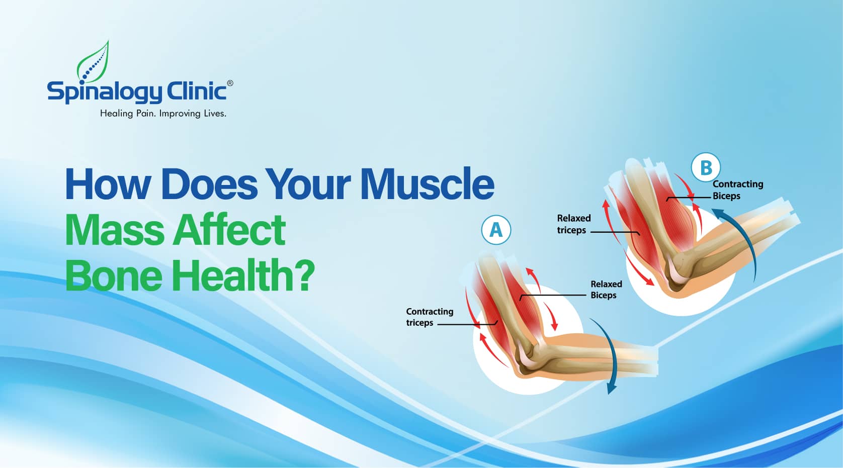 Effect of Muscle Mass on Bone Health - Problems and solutions